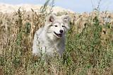 CHIEN FINNOIS DE LAPONIE 213